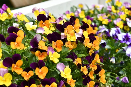 ＯＩＳＯの花